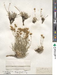 Erigeron linearis image