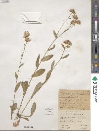 Erigeron philadelphicus image