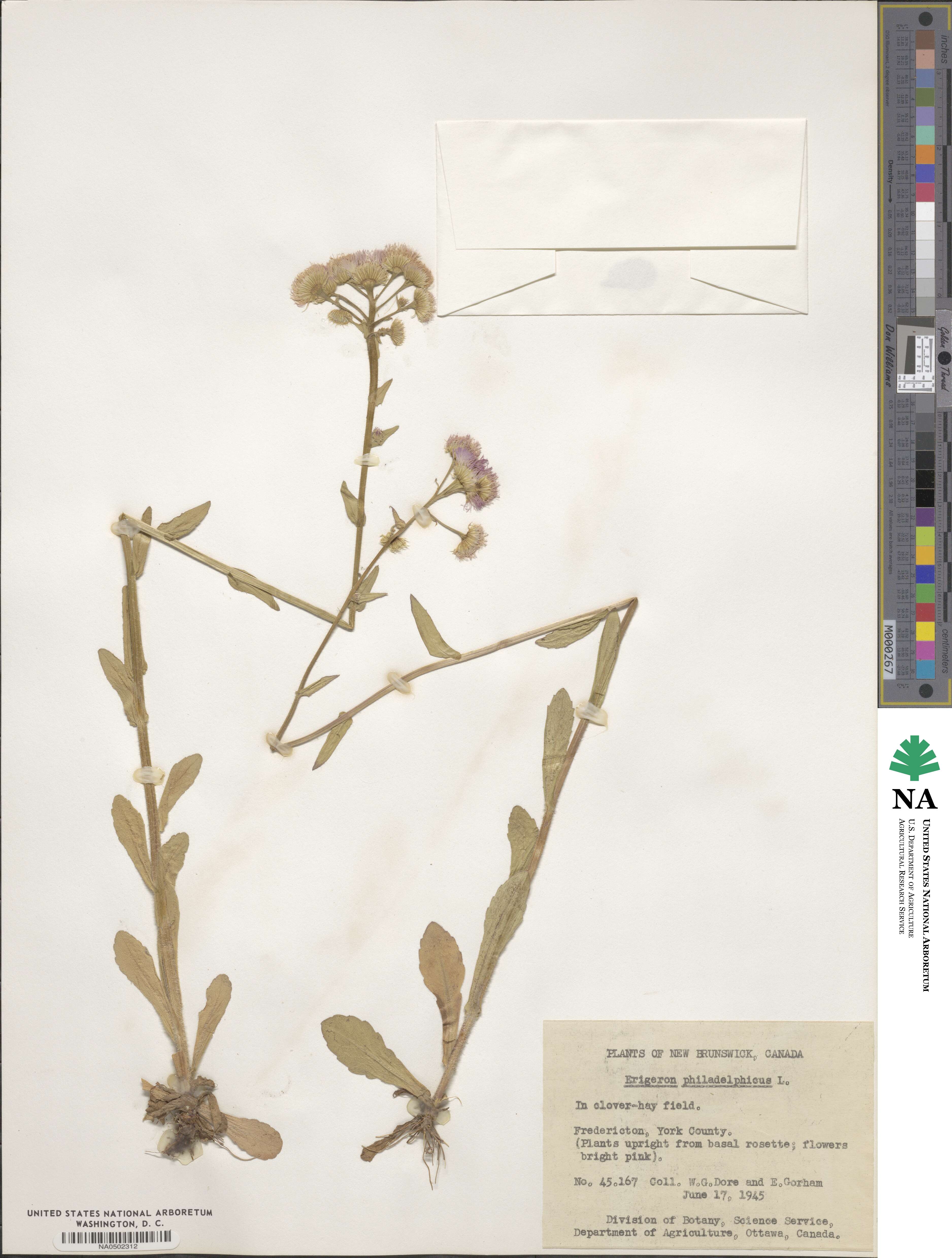 Erigeron philadelphicus image