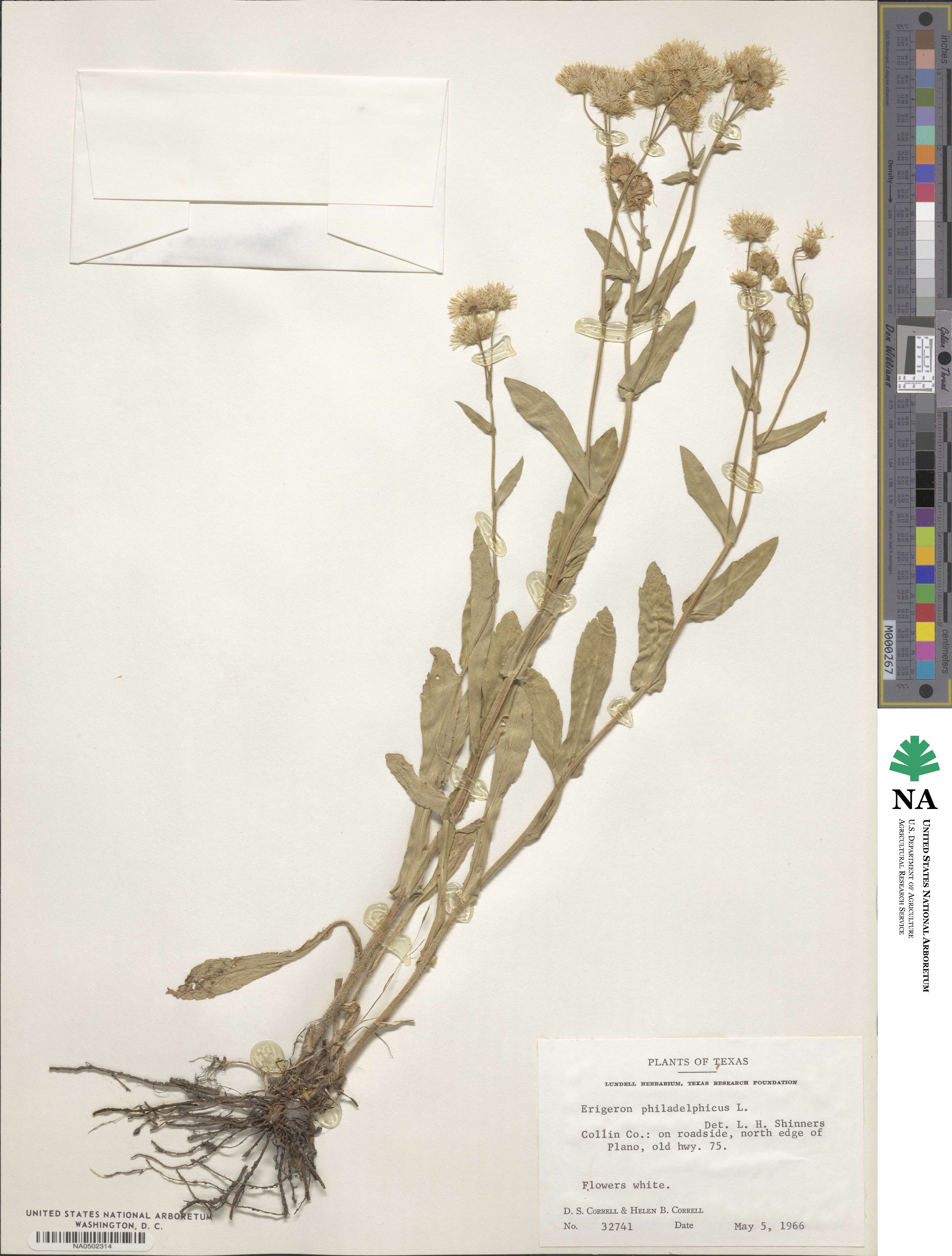 Erigeron philadelphicus image