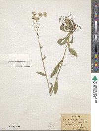 Erigeron philadelphicus image