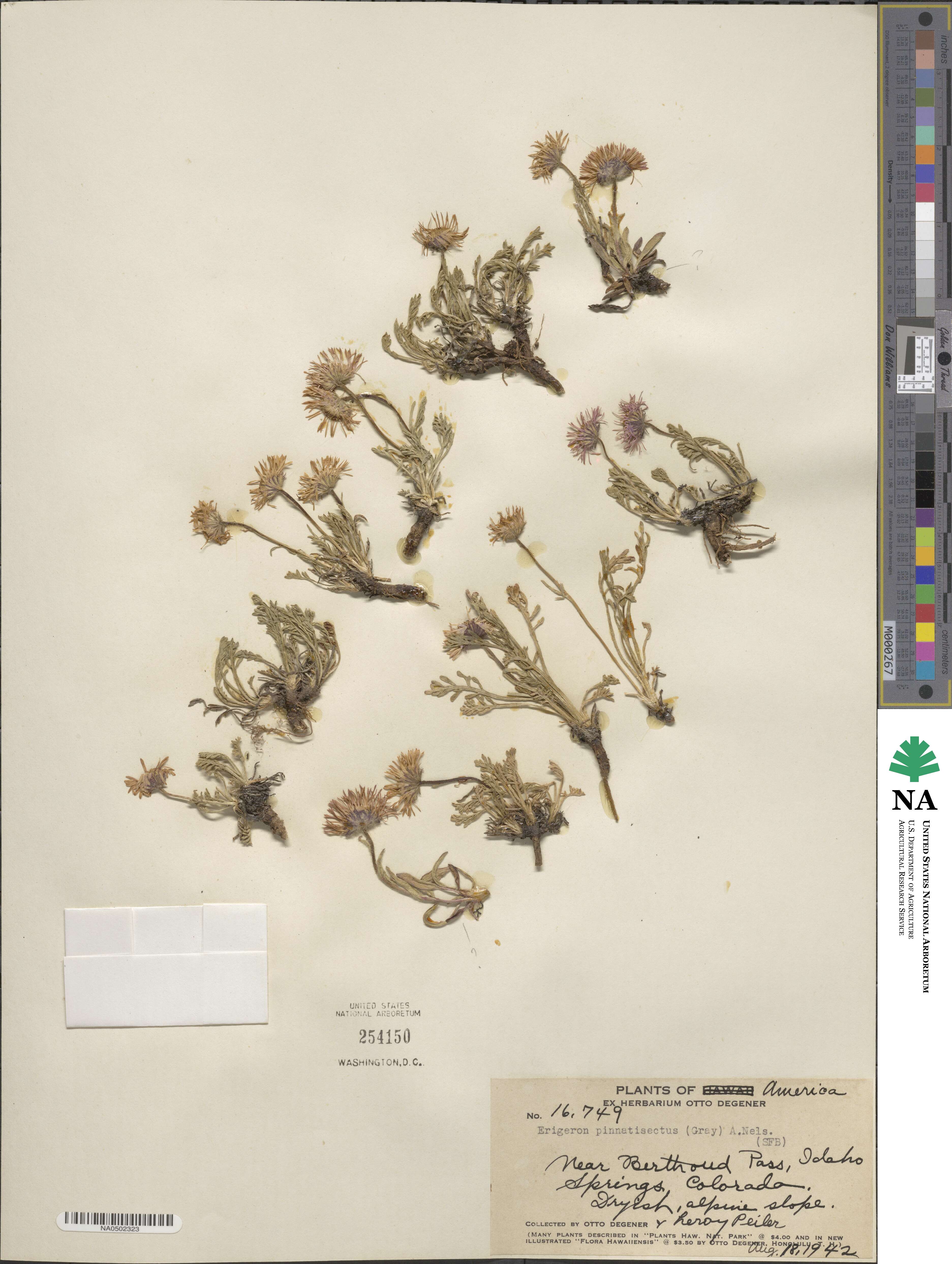 Erigeron pinnatisectus image