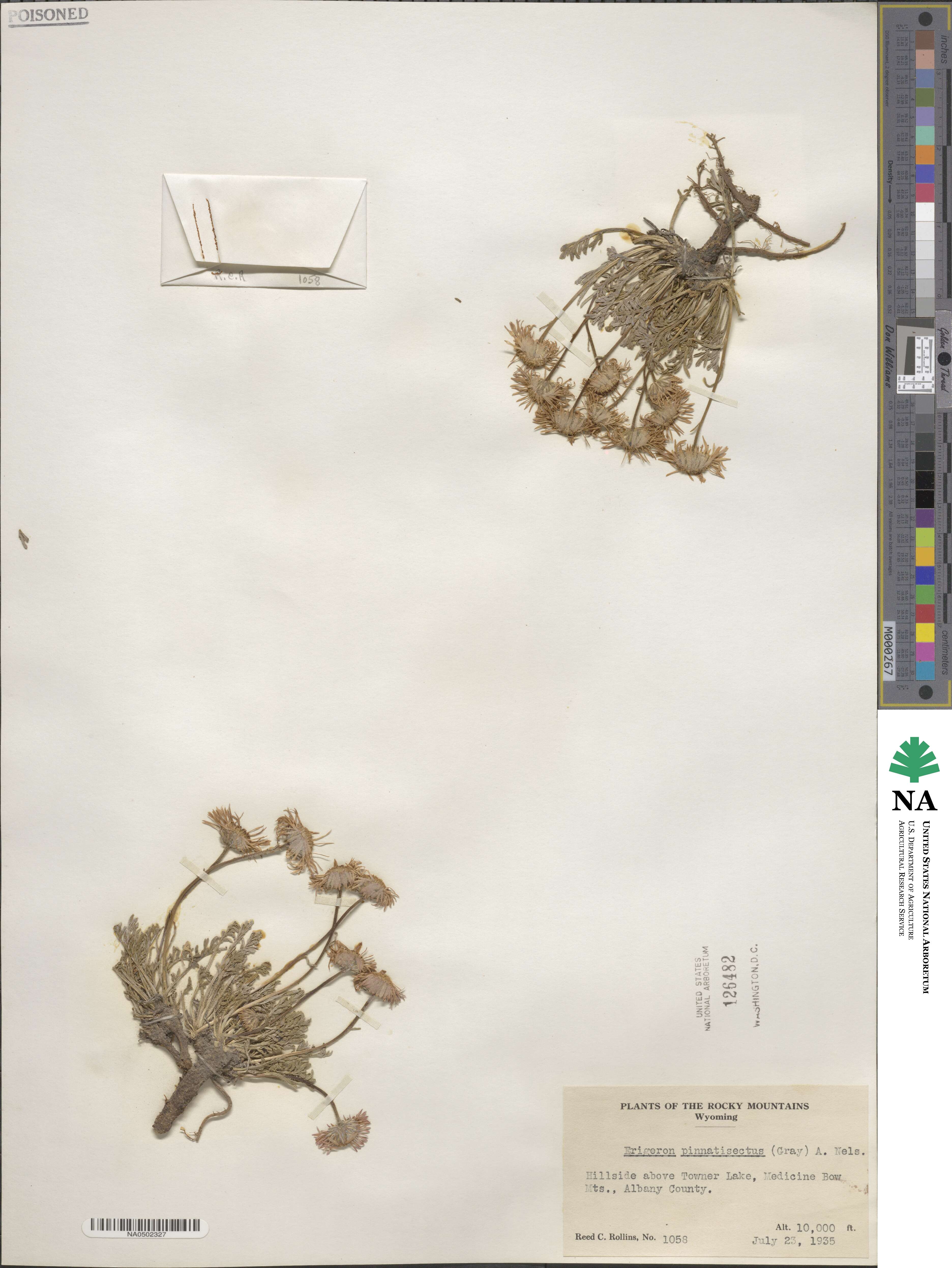 Erigeron pinnatisectus image