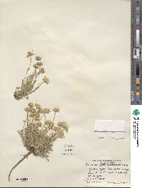 Erigeron vetensis image