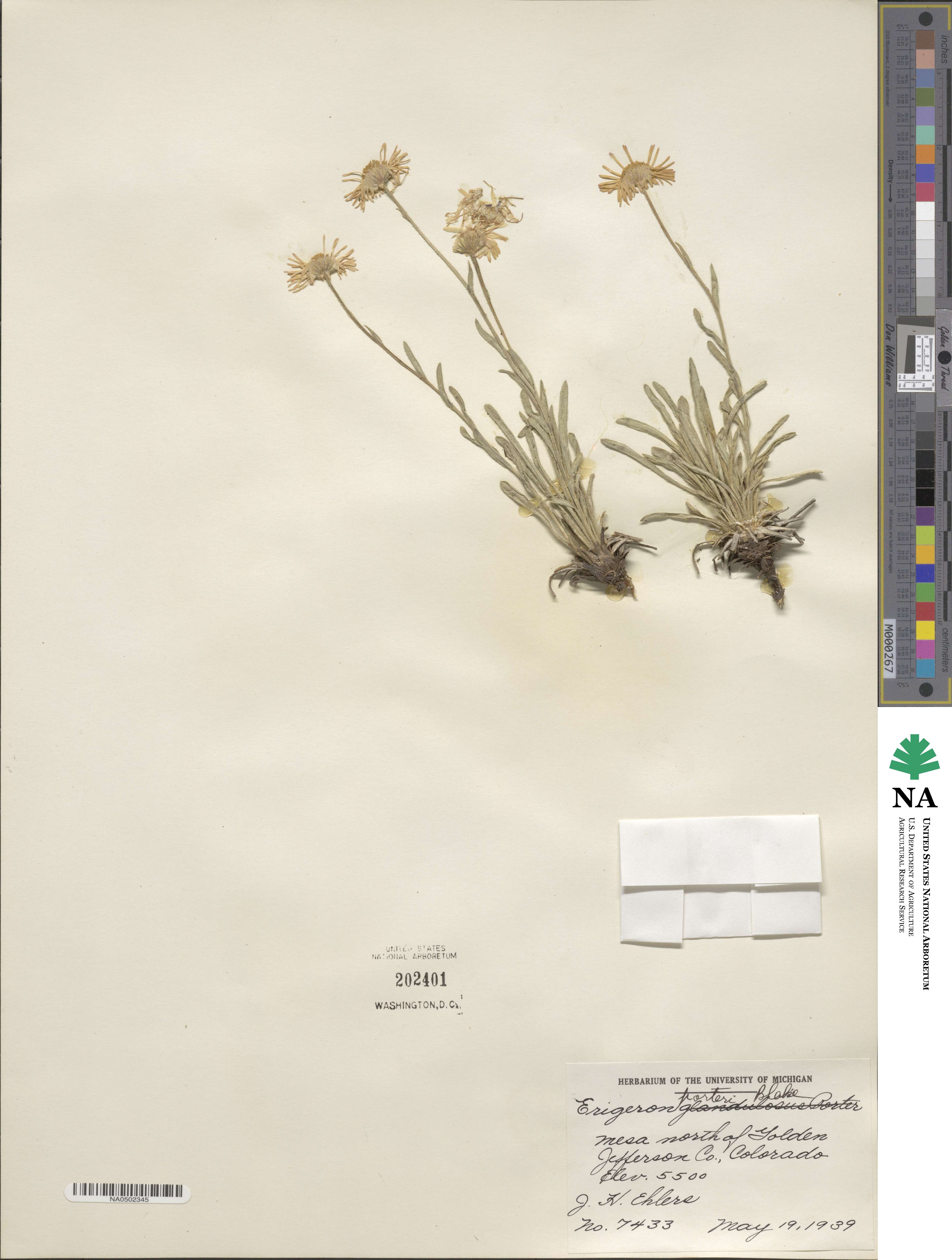 Erigeron vetensis image