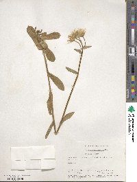 Erigeron pulchellus image