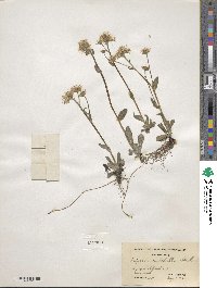 Erigeron pulchellus image