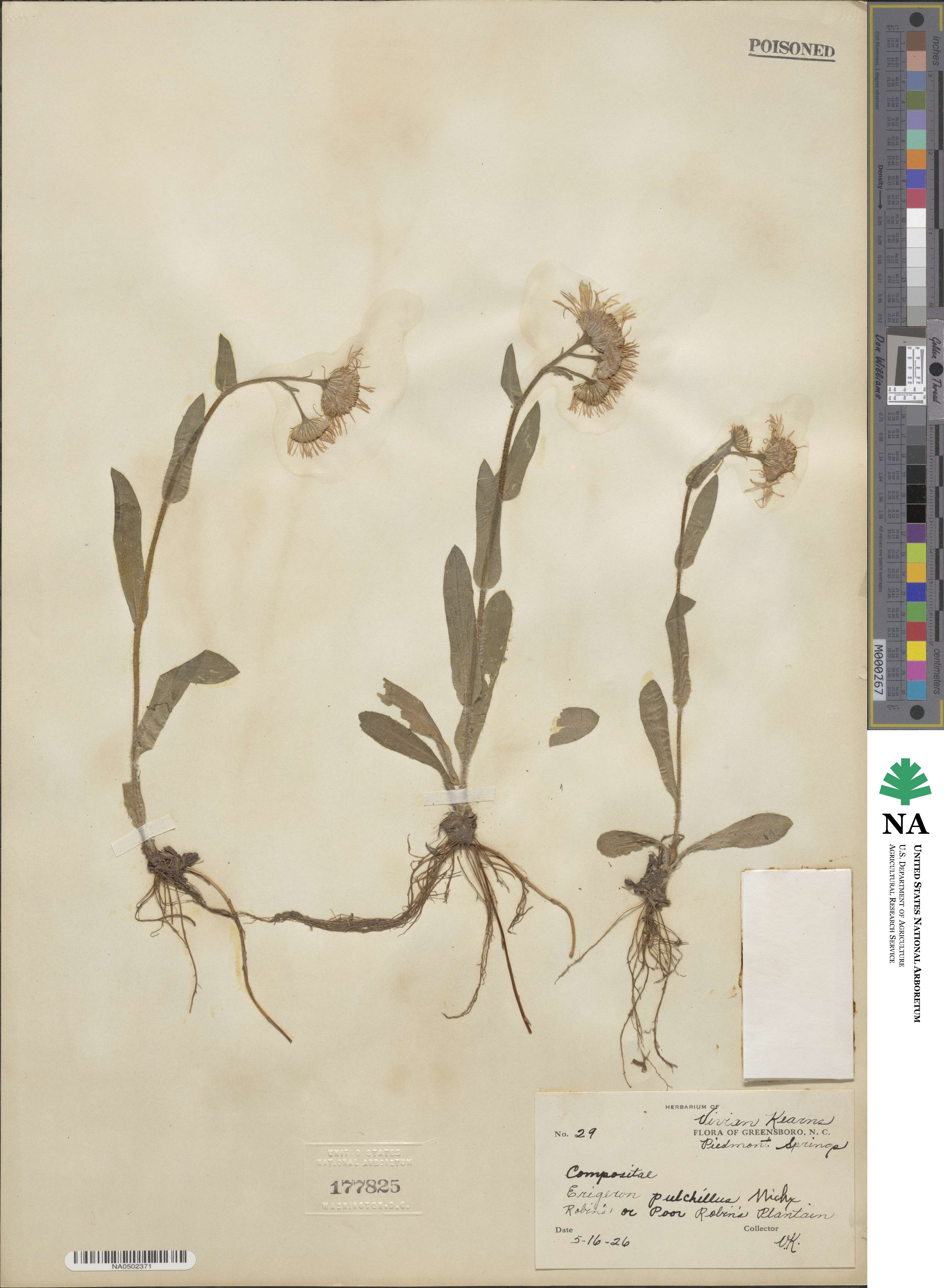 Erigeron pulchellus image
