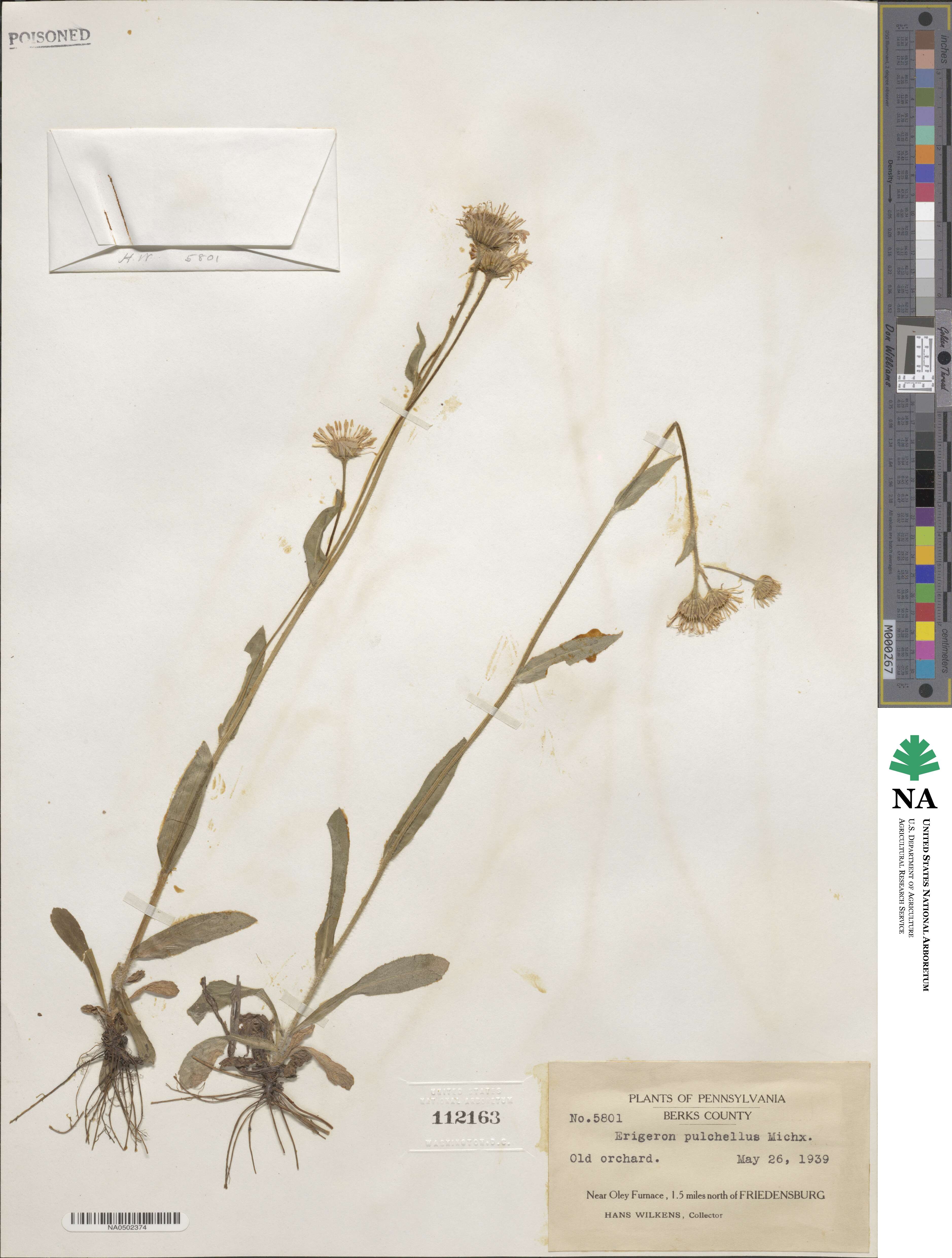 Erigeron pulchellus image