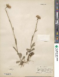 Erigeron pulchellus image