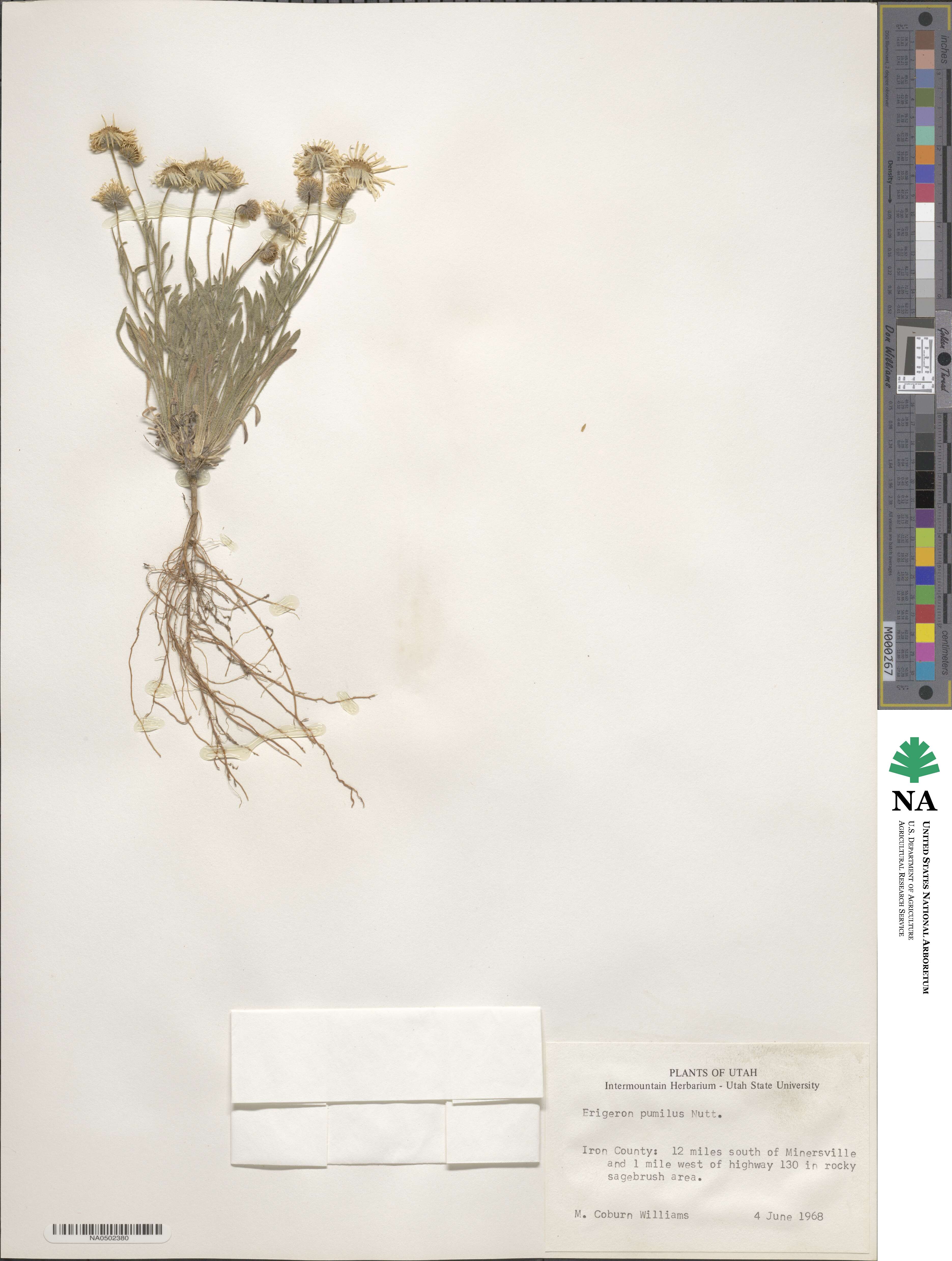 Erigeron pumilus image