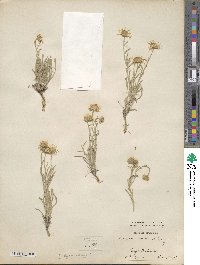 Erigeron pumilus image