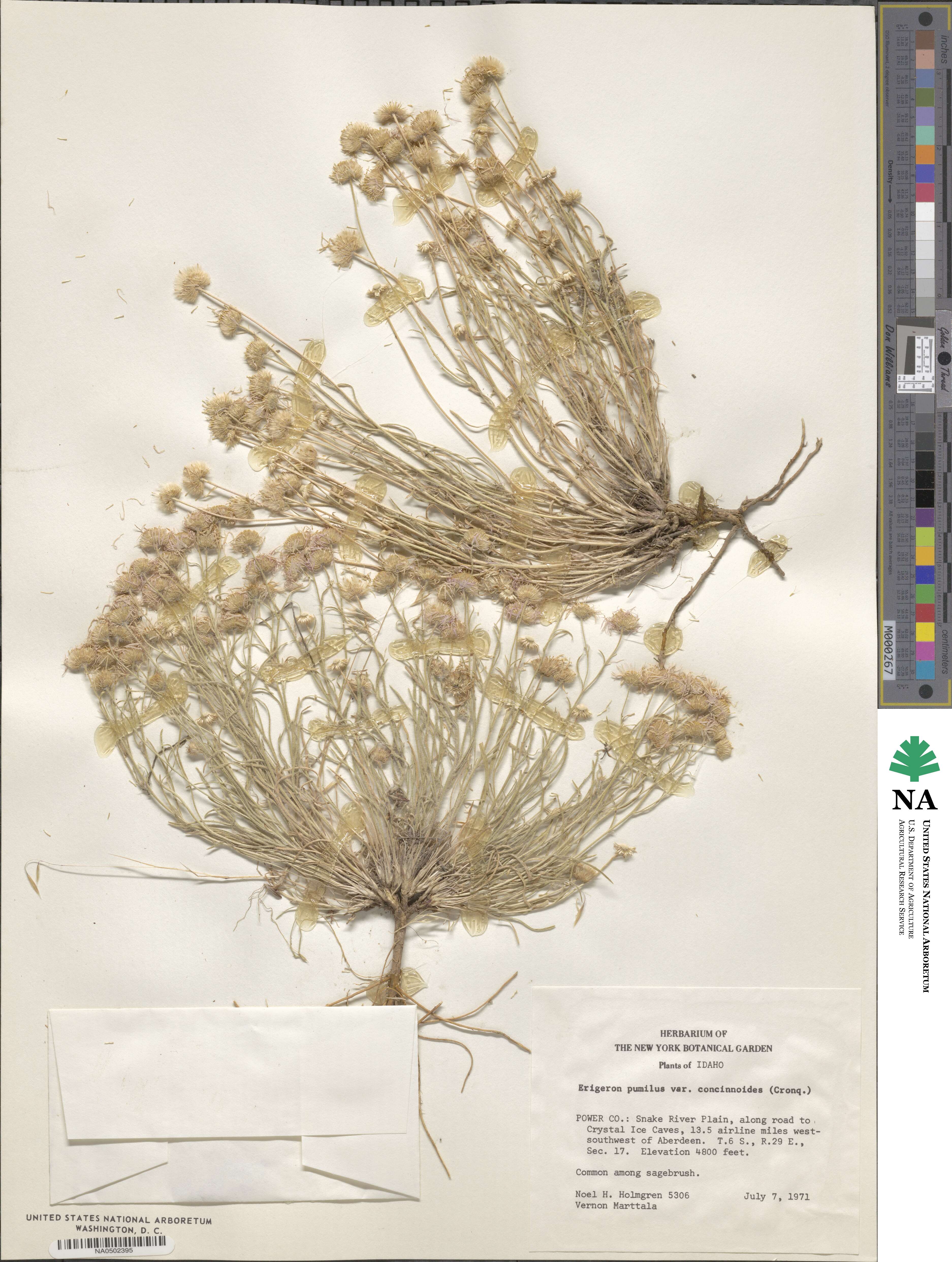 Erigeron concinnus image