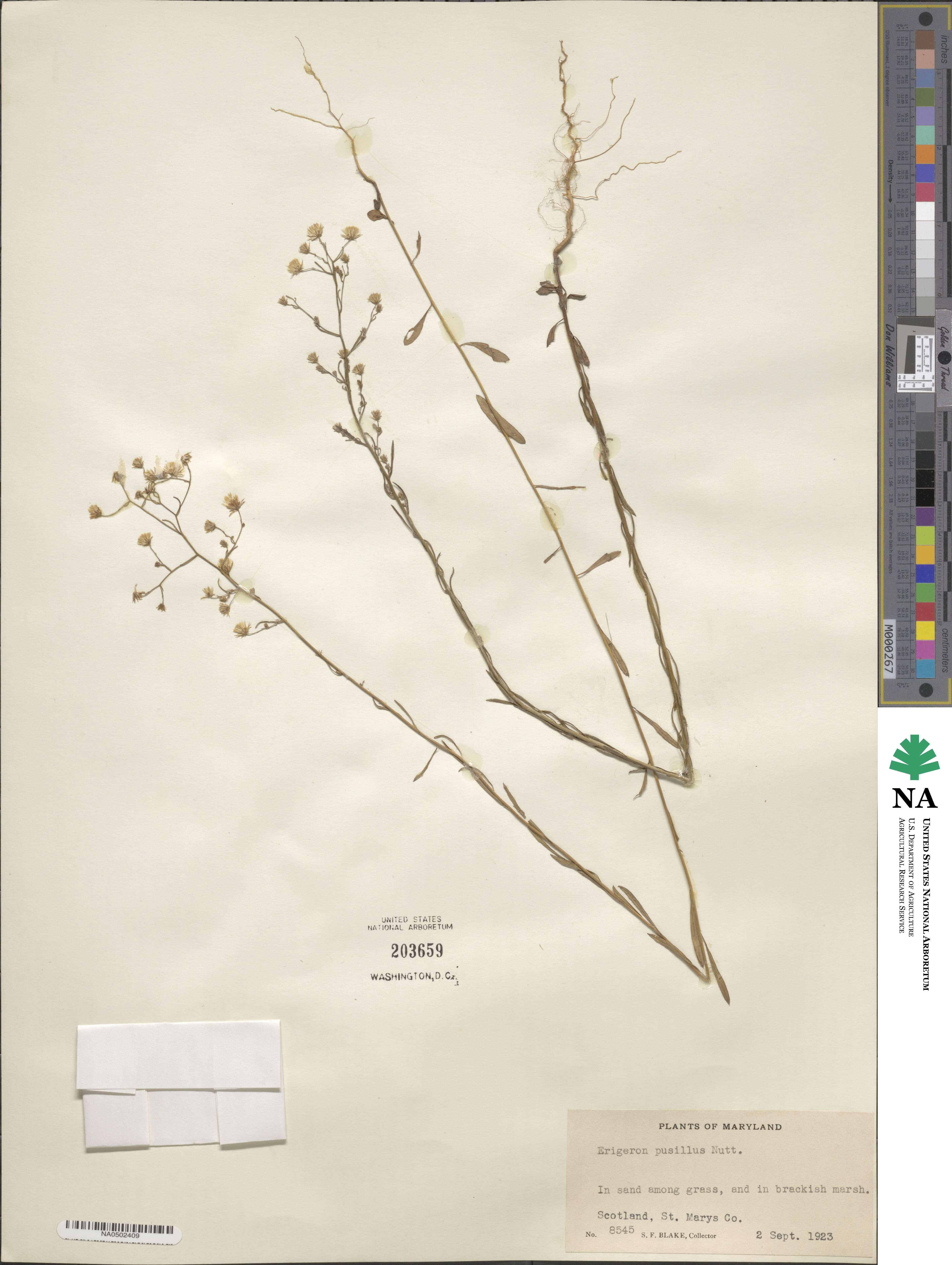 Erigeron canadensis image