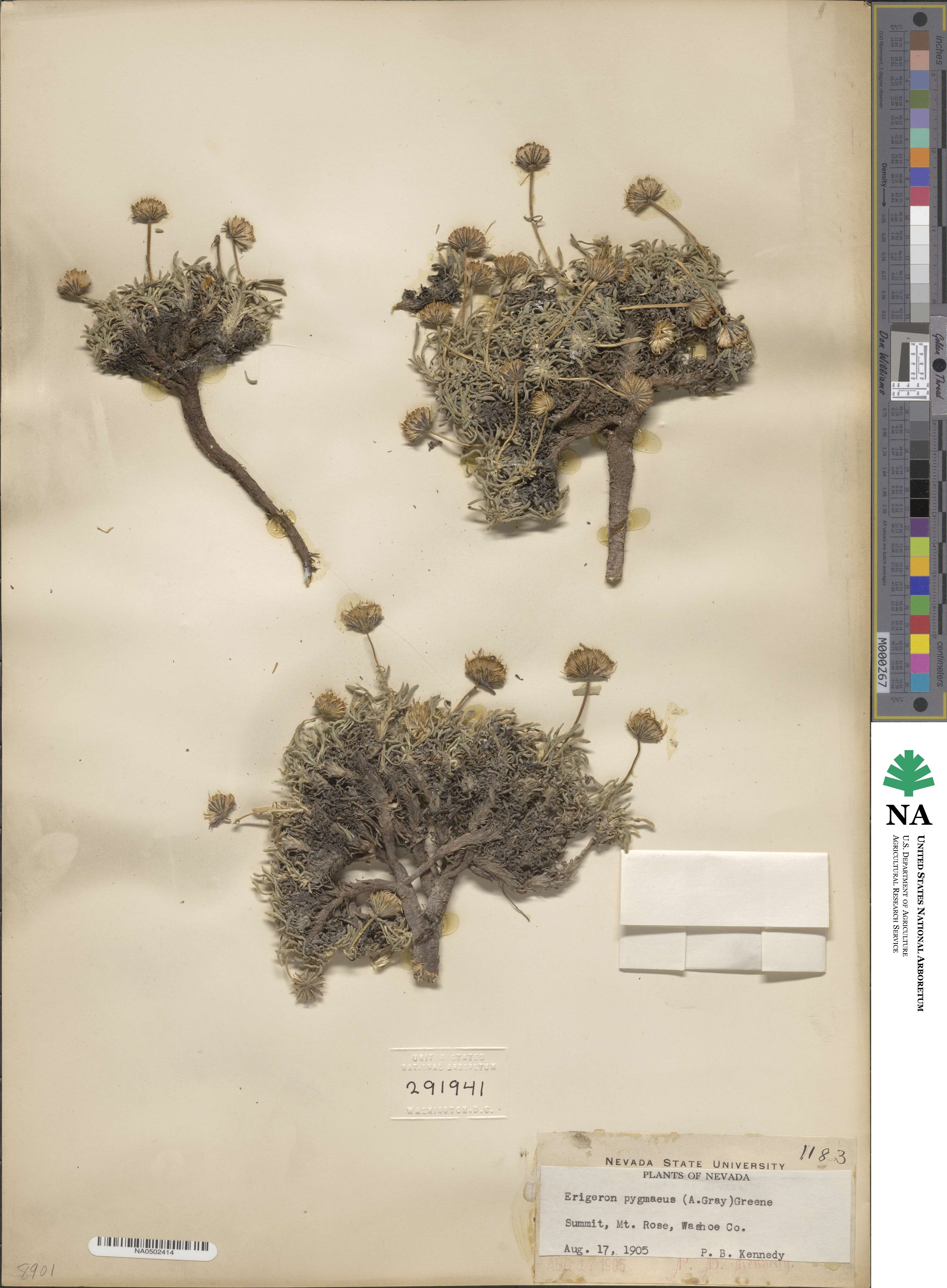 Erigeron pygmaeus image