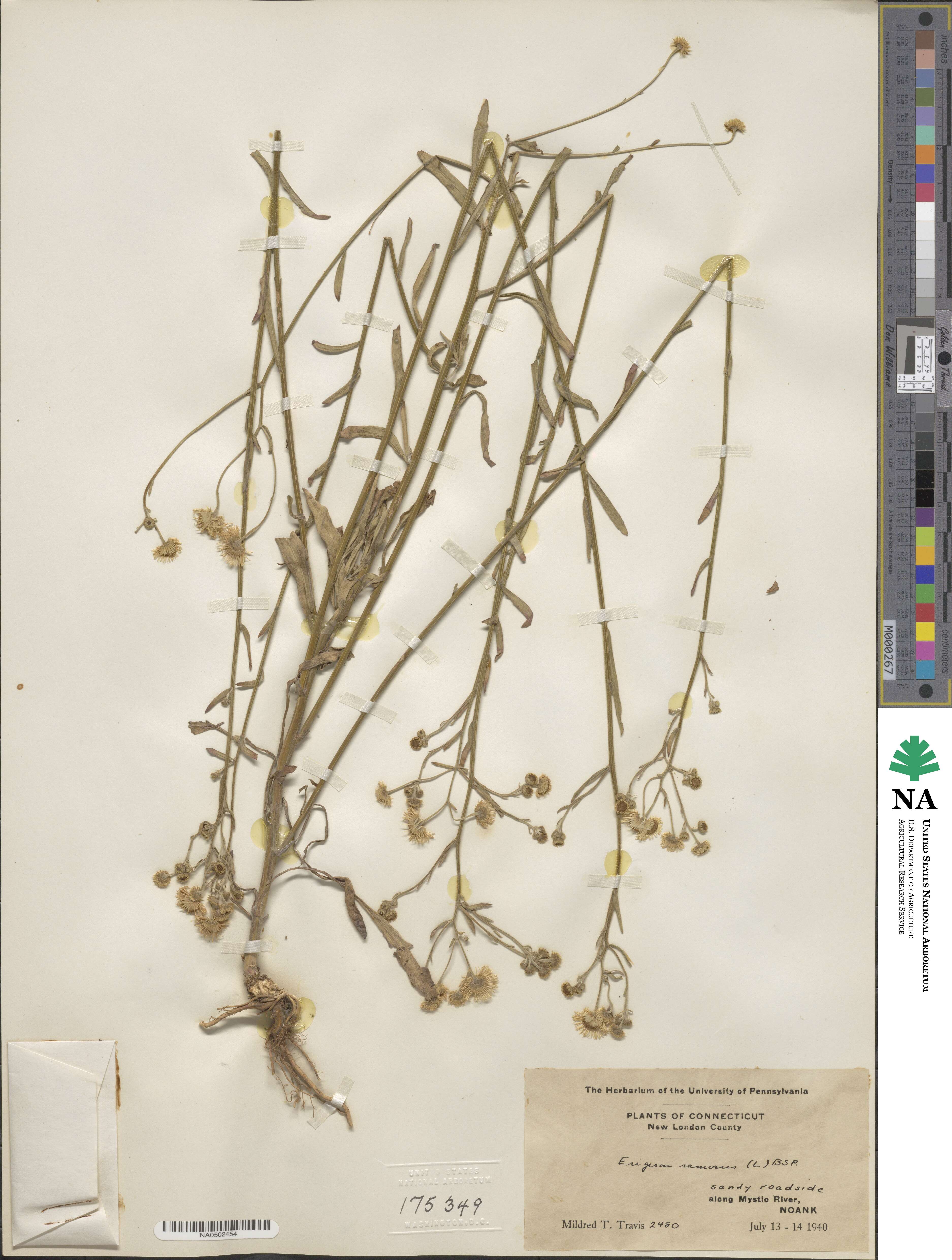 Erigeron ramosus image