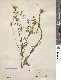 Erigeron ramosus image
