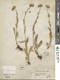 Eurybia sibirica subsp. sibirica image