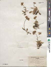 Eurybia sibirica subsp. sibirica image