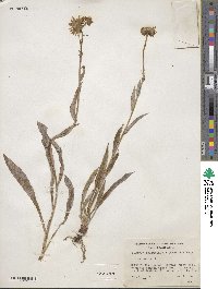 Eurybia sibirica subsp. sibirica image