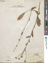 Eurybia sibirica subsp. sibirica image