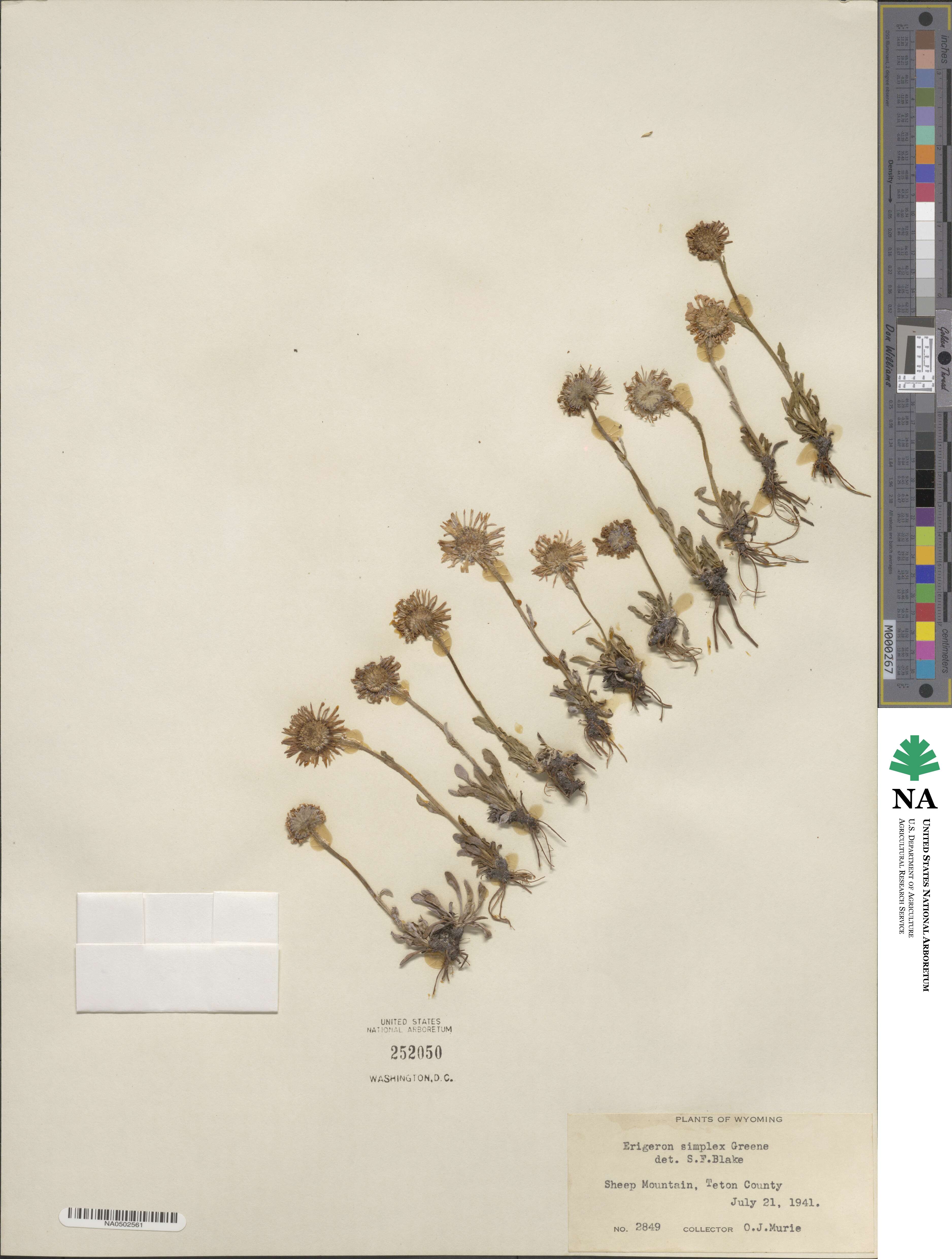 Erigeron grandiflorus image