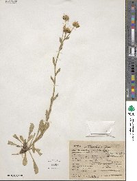 Erigeron formosissimus image