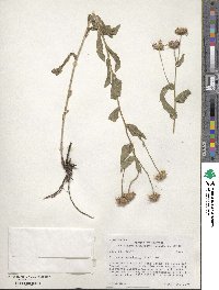 Erigeron speciosus image