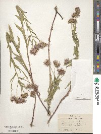 Erigeron speciosus image