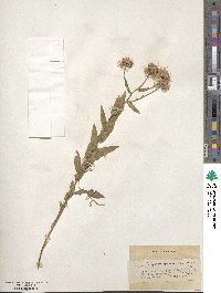 Erigeron speciosus image