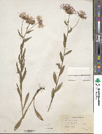 Erigeron speciosus image