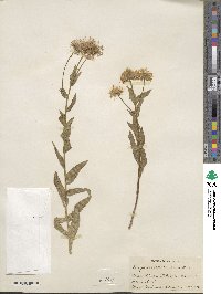 Erigeron speciosus image