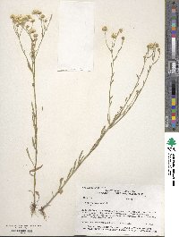 Erigeron strigosus image