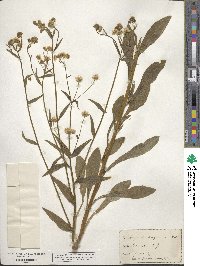 Erigeron strigosus image