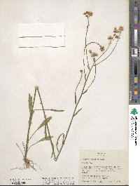 Erigeron strigosus image