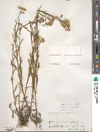 Erigeron strigosus image