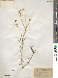 Erigeron strigosus image