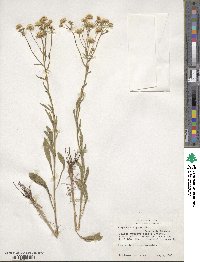 Erigeron strigosus image