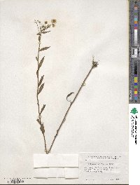 Erigeron strigosus image