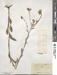 Erigeron strigosus image