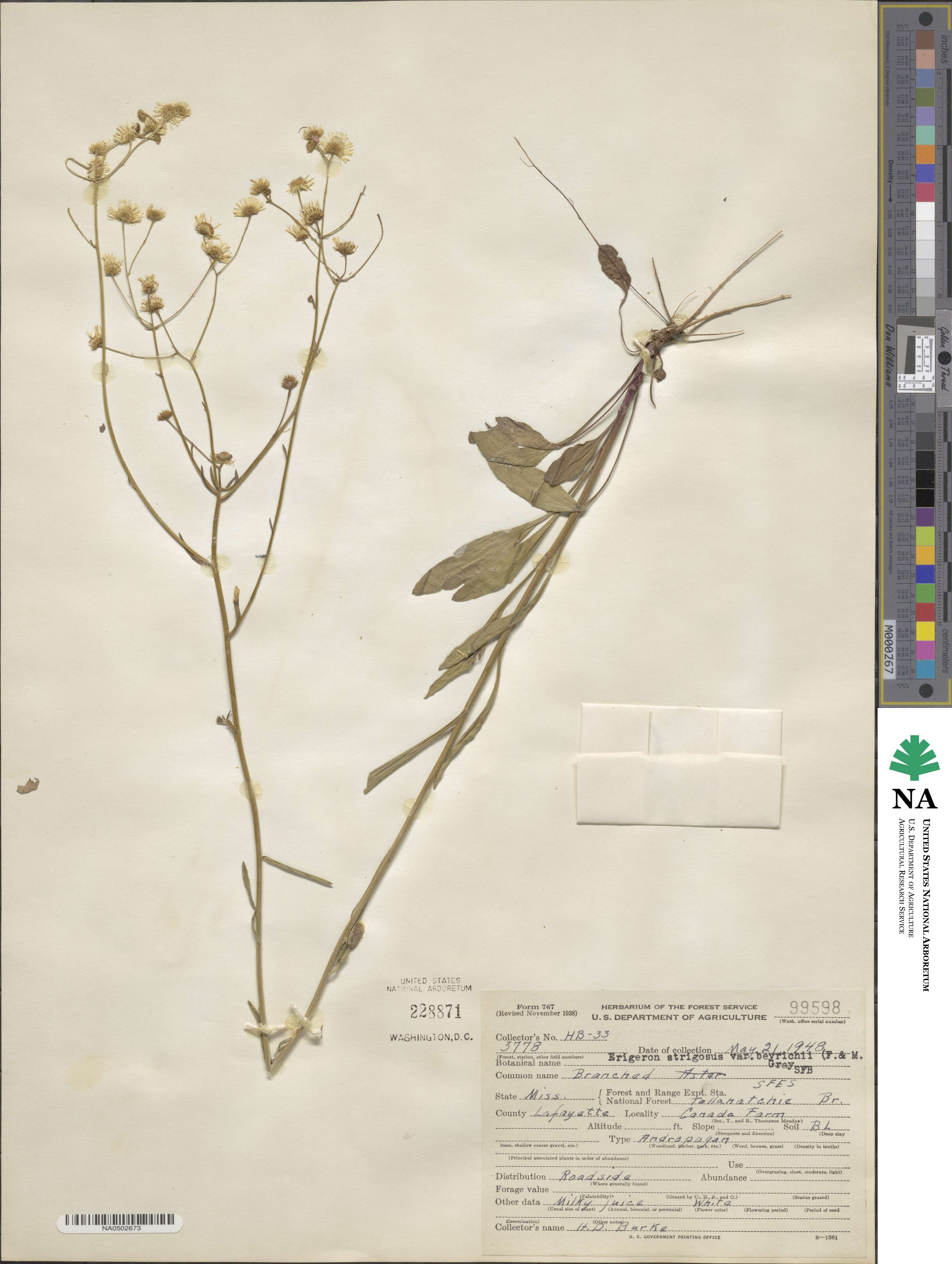 Erigeron strigosus image