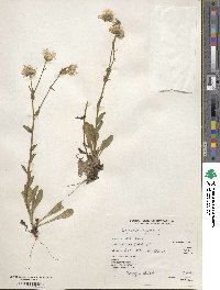 Erigeron eximius image