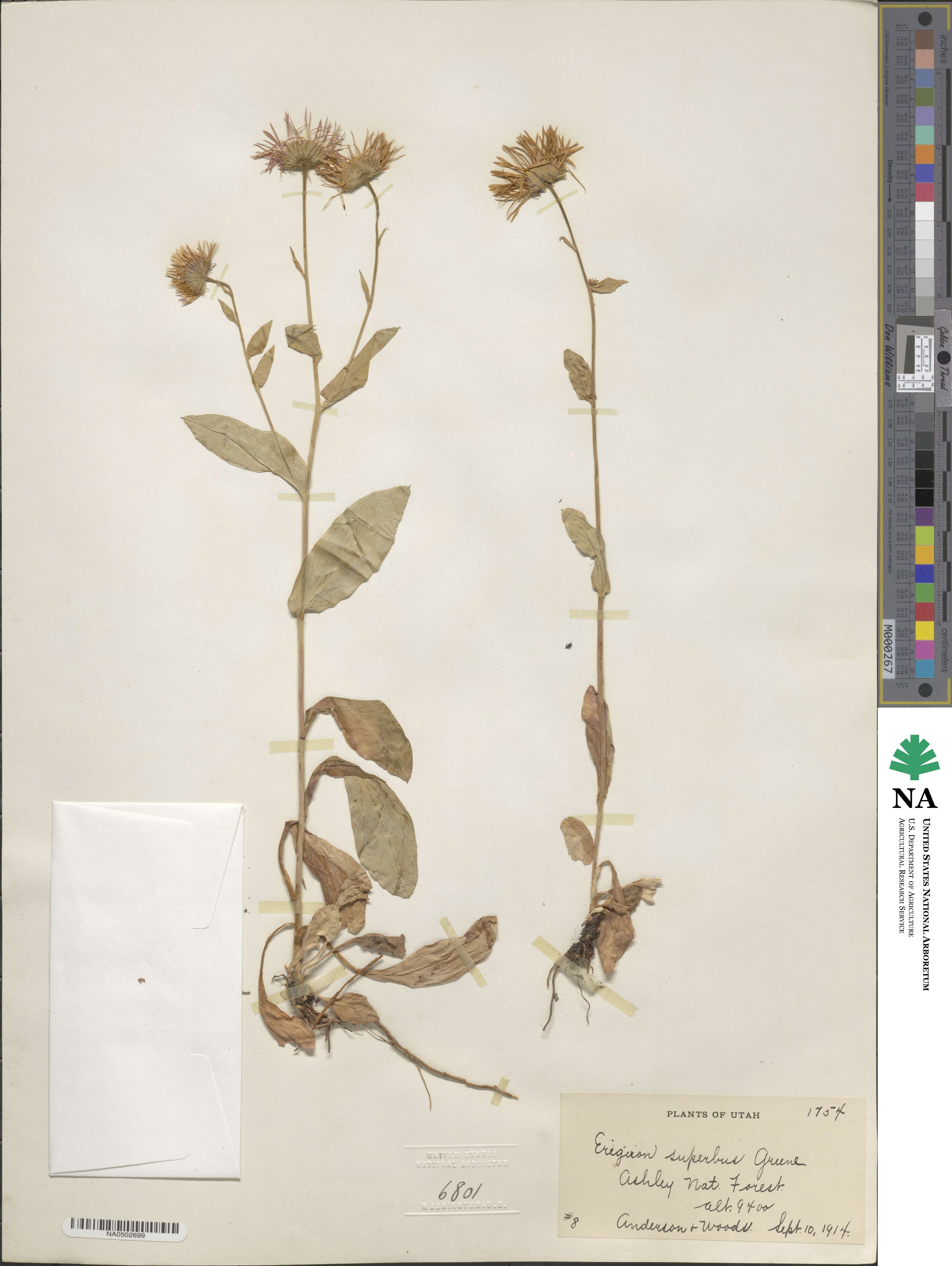 Erigeron eximius image