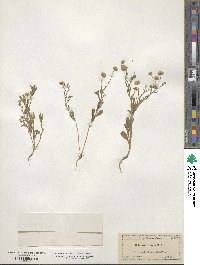 Erigeron tenuis image