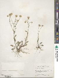 Erigeron tenuis image