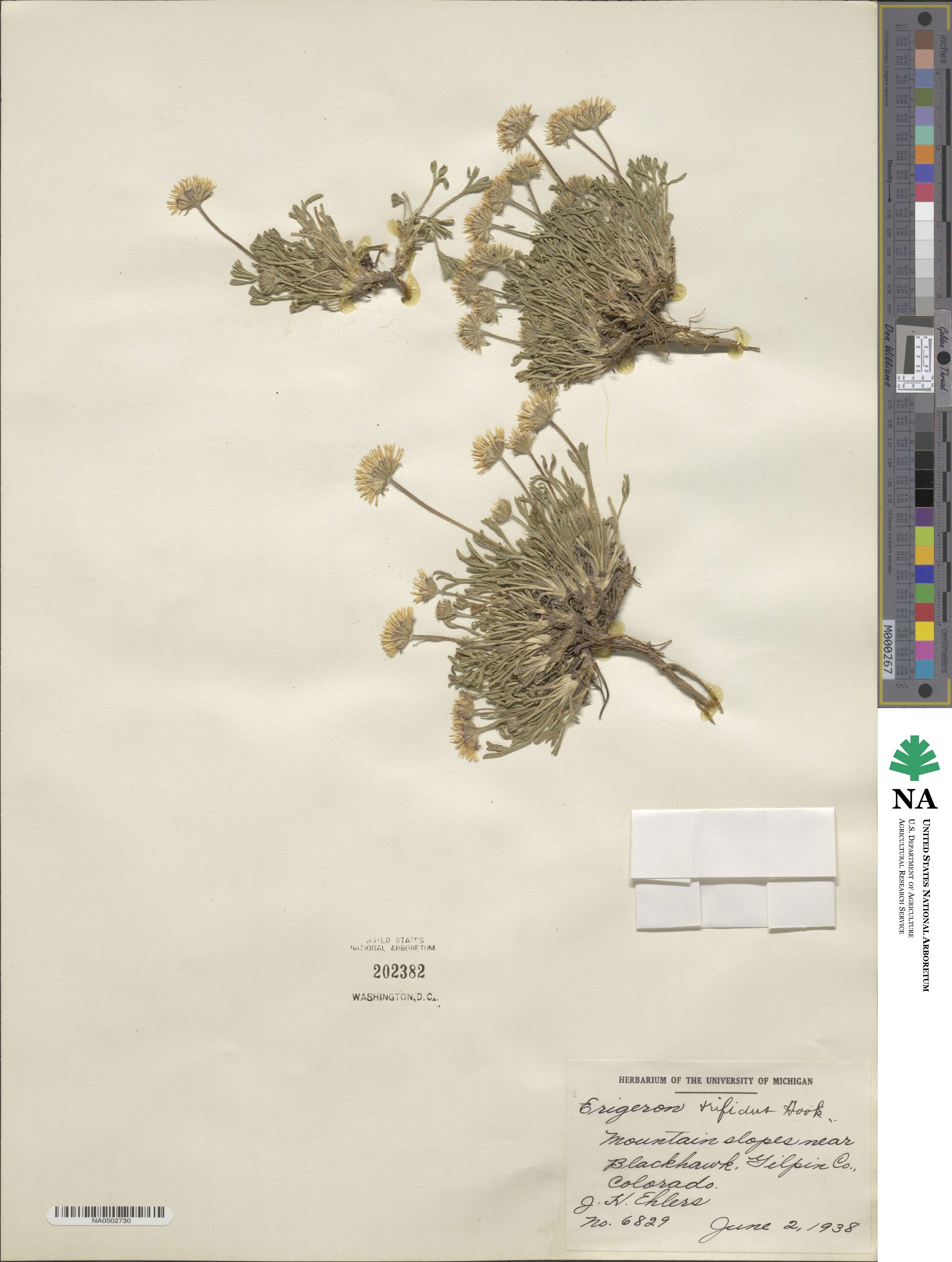 Erigeron trifidus image