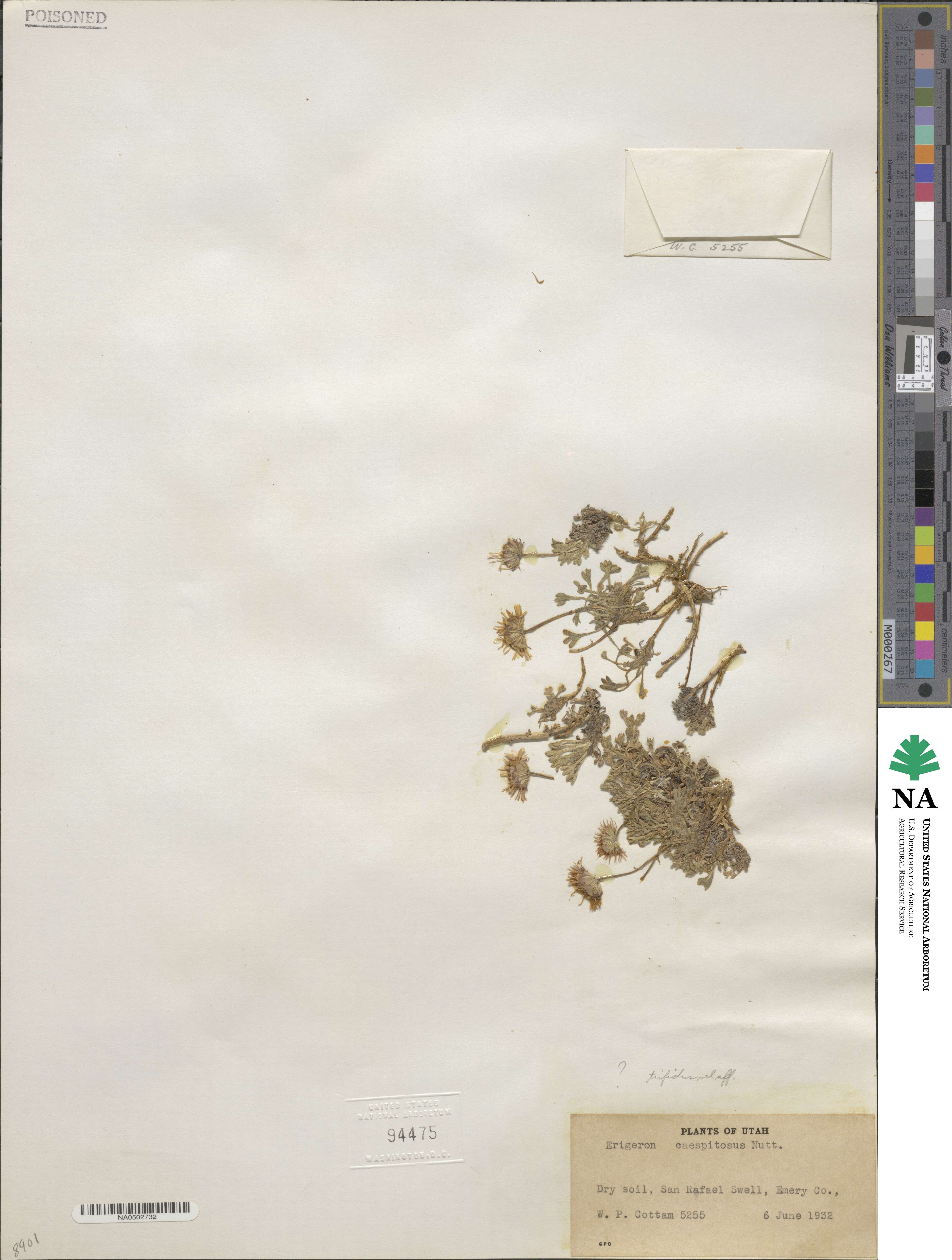 Erigeron trifidus image