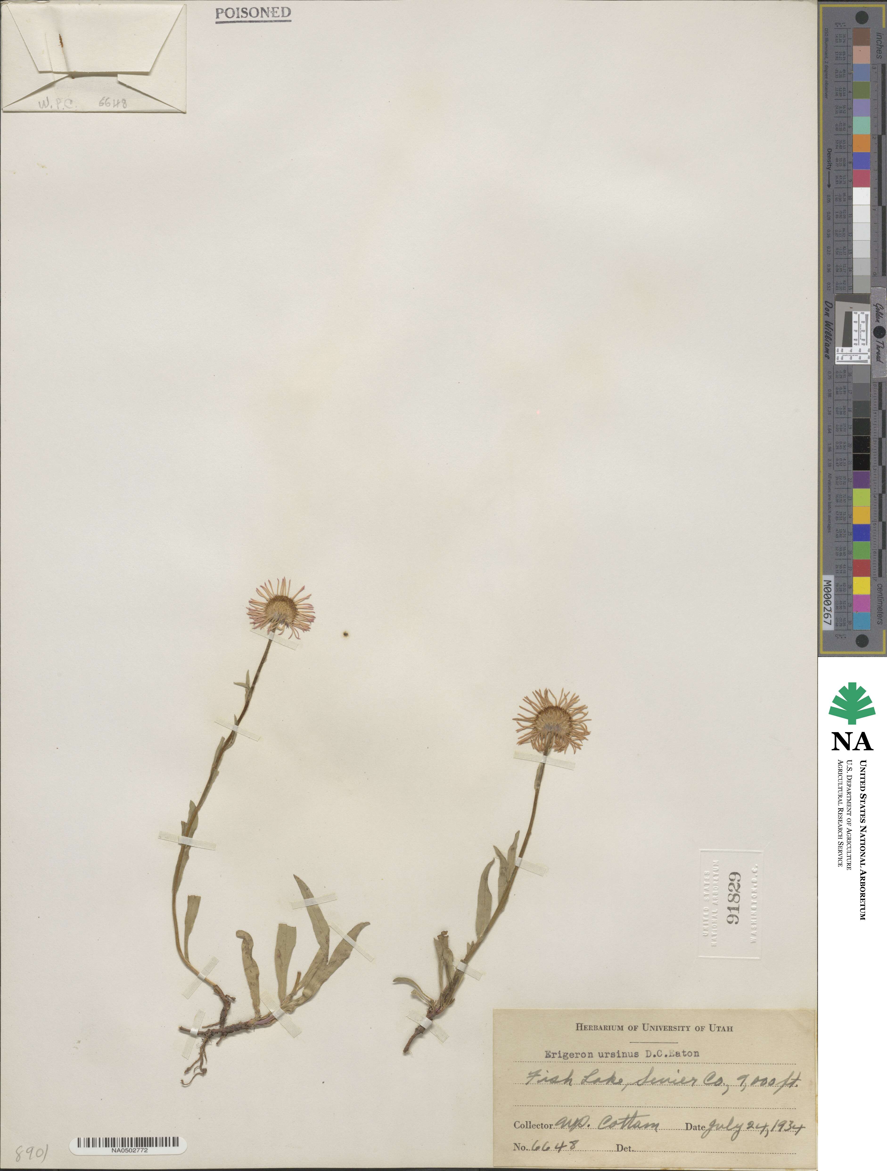 Erigeron ursinus image