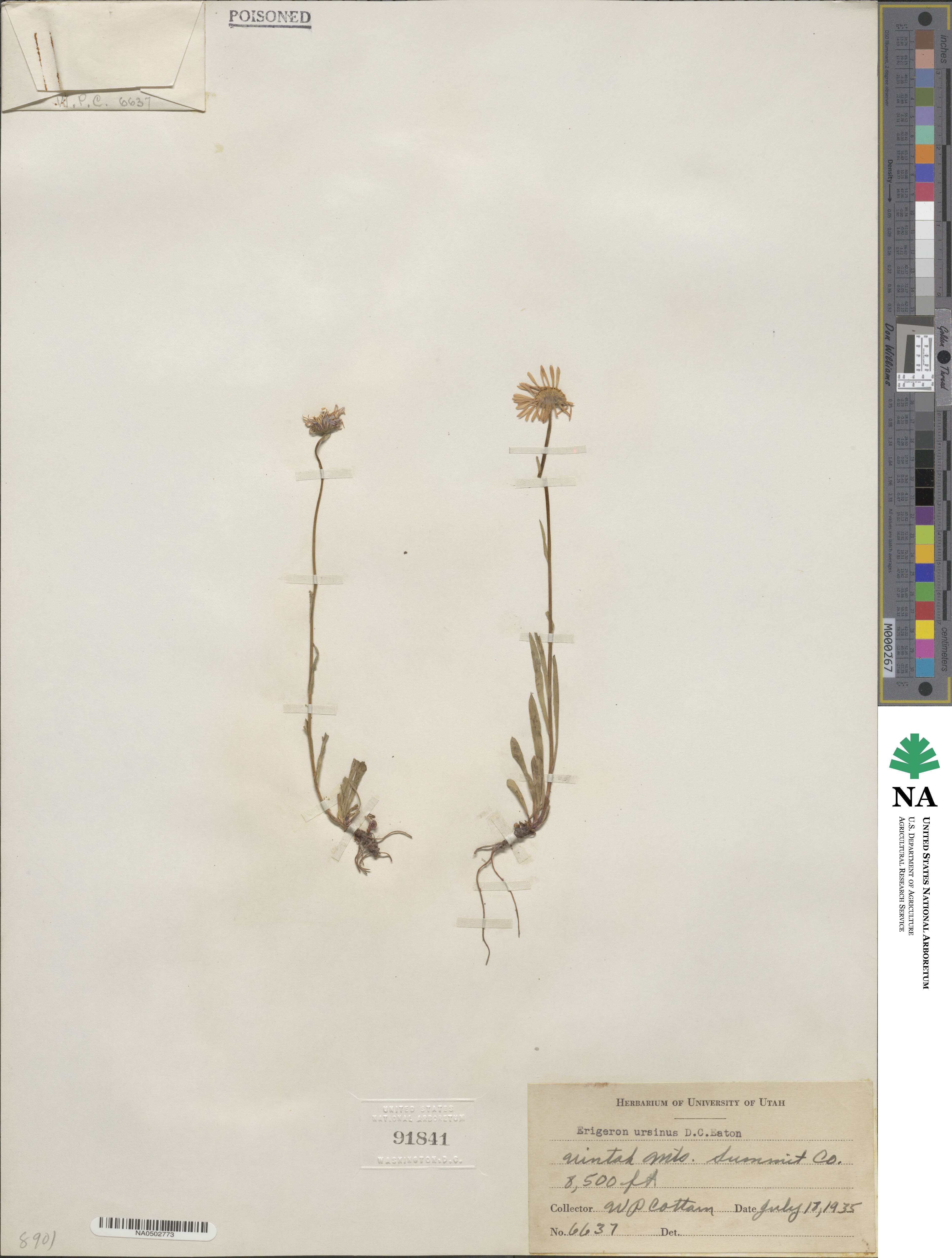 Erigeron ursinus image