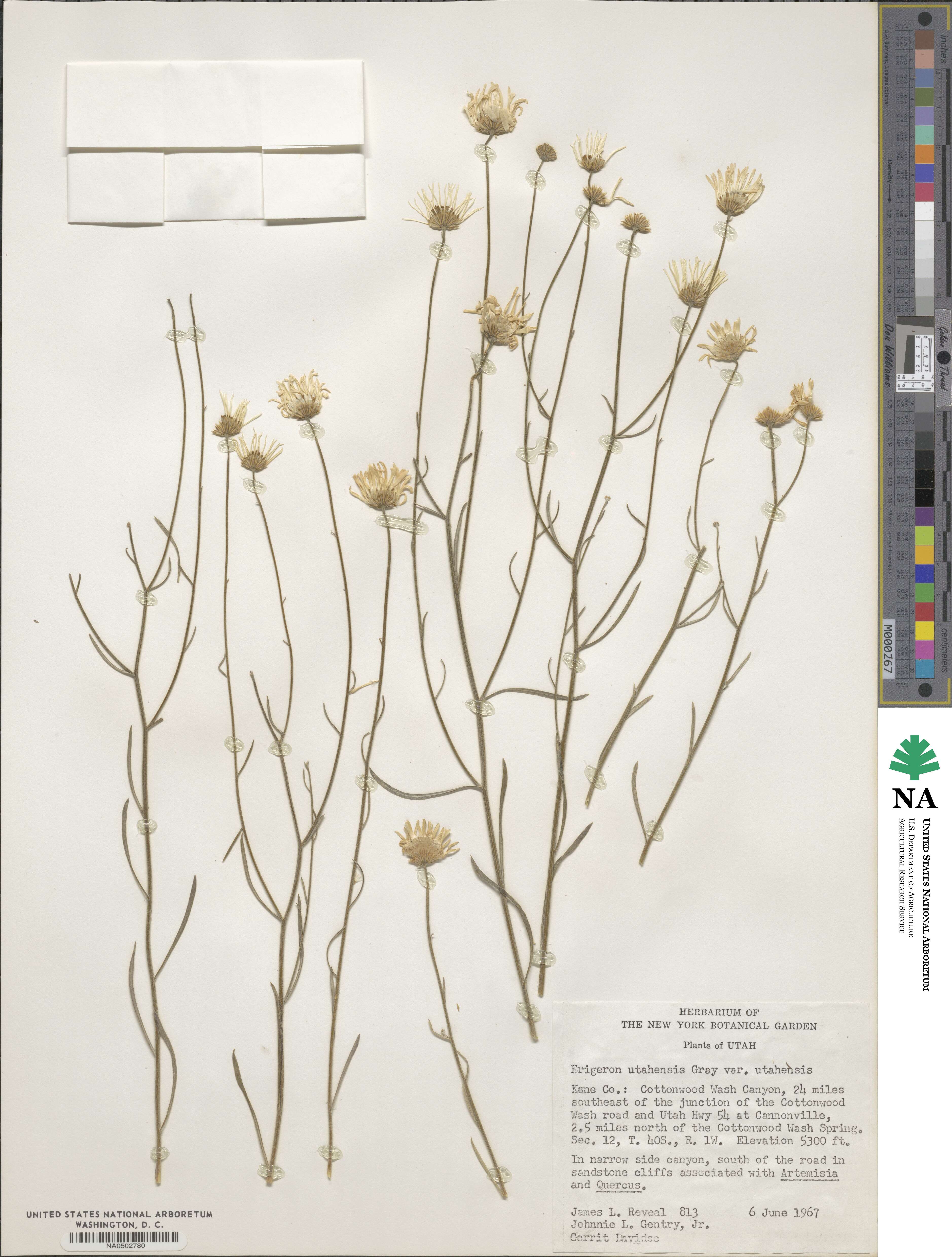 Erigeron utahensis image